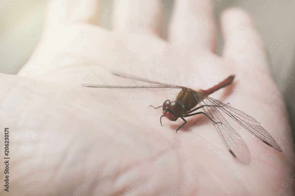 Obraz premium небольшая стрекоза на ладони