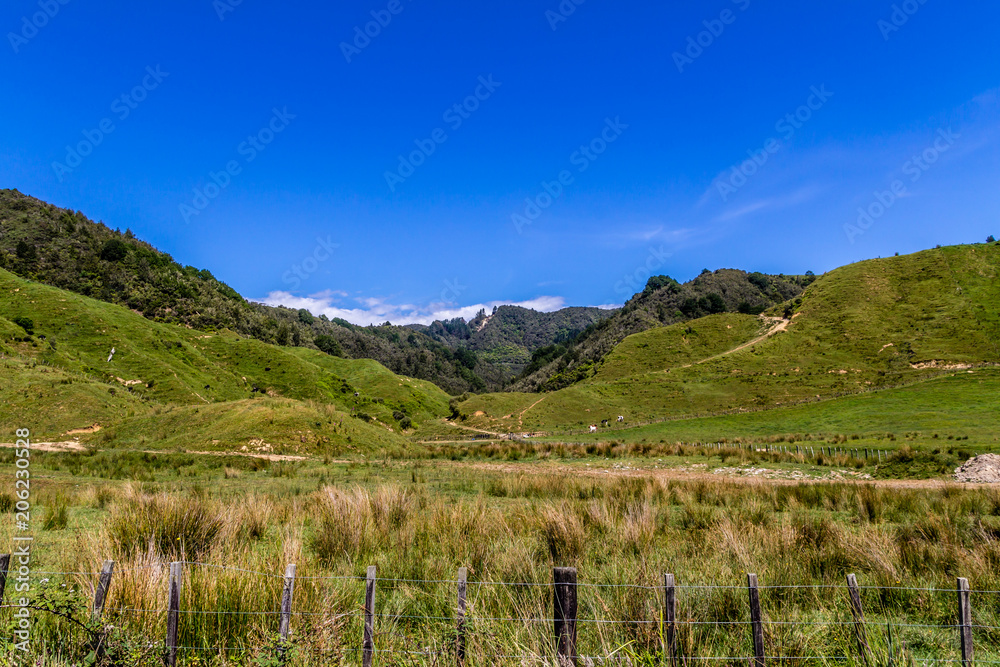 A view from the road side on the North island, New Zealand