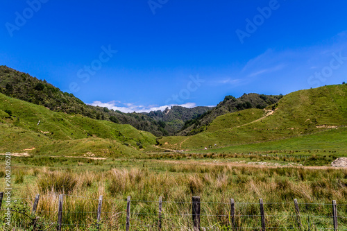 A view from the road side on the North island  New Zealand