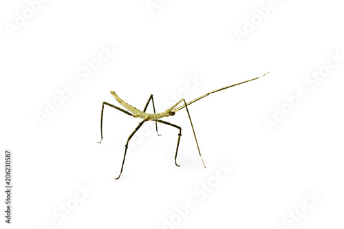 Annam Stick Insect. Annam Walking Stick.