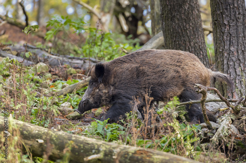 Wildschwein