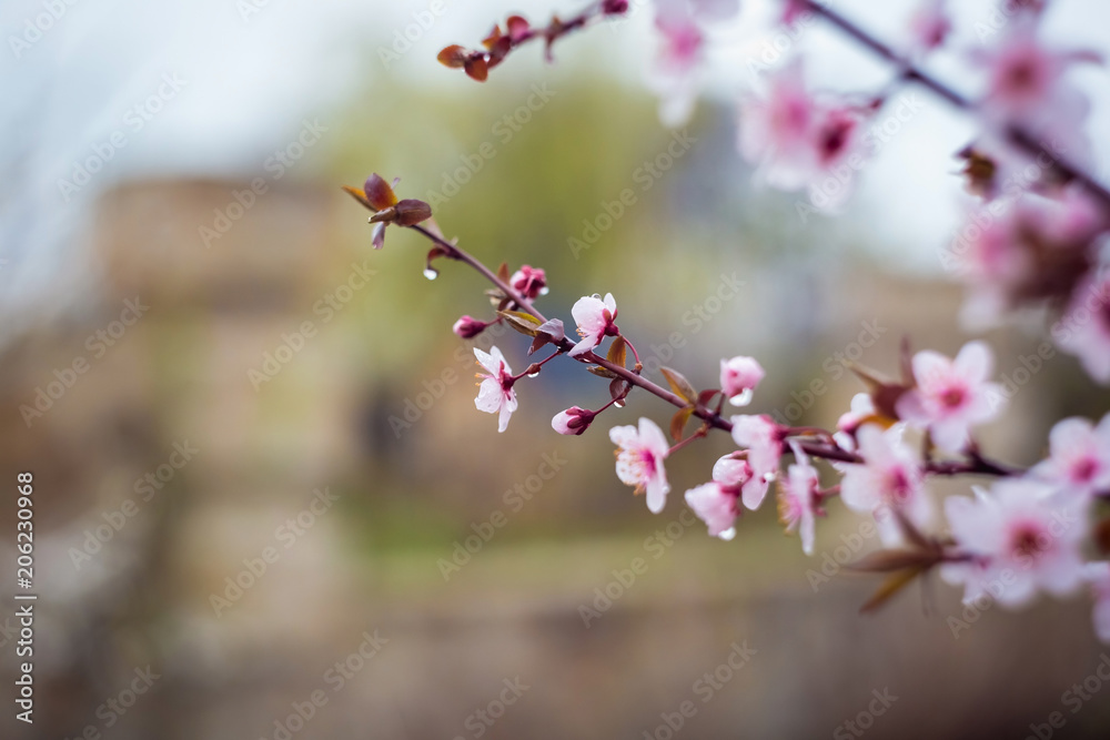Beautiful spring blooming tree with a lot of flowers Beautiful spring blooming tree with a lot of flowers