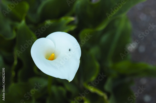 Ant on a White Flower
