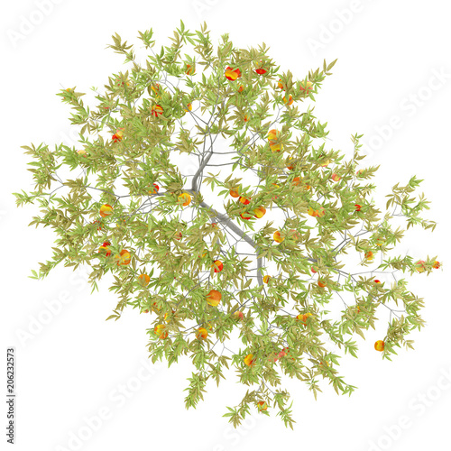 top view of peach tree with peaches isolated on white background