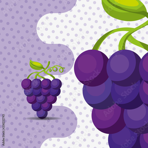 fresh fruit natural bunch grapes on dots background vector illustration