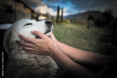 Amore per il cane maremmano
