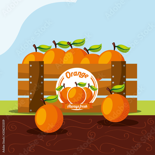 orange fruit always fresh in wood basket vector illustration