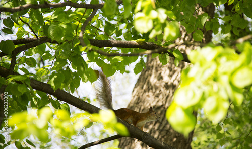 A fiery red squirrel on the tree. photo