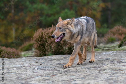 Gray (or Grey) Wolves (Canis lupus) in the Bayerischer Wald National Park in Bavaria, Germany