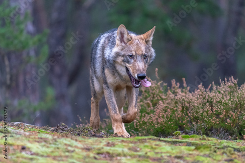 Gray  or Grey  Wolves  Canis lupus  in the Bayerischer Wald National Park in Bavaria  Germany