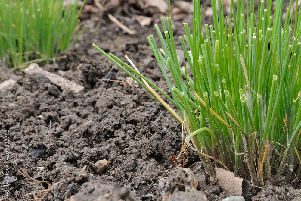 Cultivez votre ciboulette en pot ou au jardin ! Cultivez votre ciboulette en pot ou au jardin !
