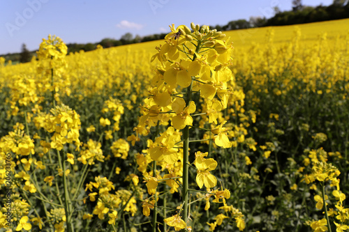 Beautiful yellow oil seed rape, Brassica napus flowers. Golden blossoming field and fluffy blue sky in sunny day. Rural landscape. Farming concept. Beauty world.