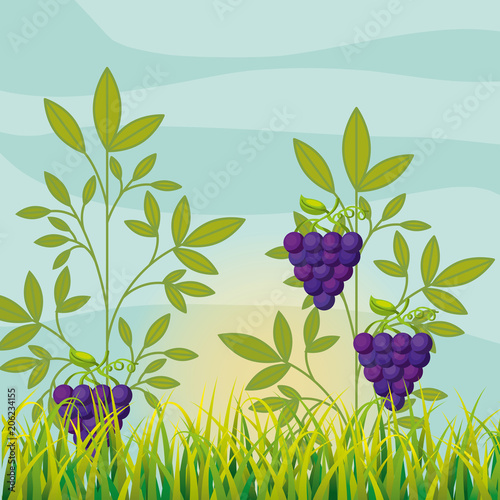 agriculture vineyard with ripe grapes vector illustration