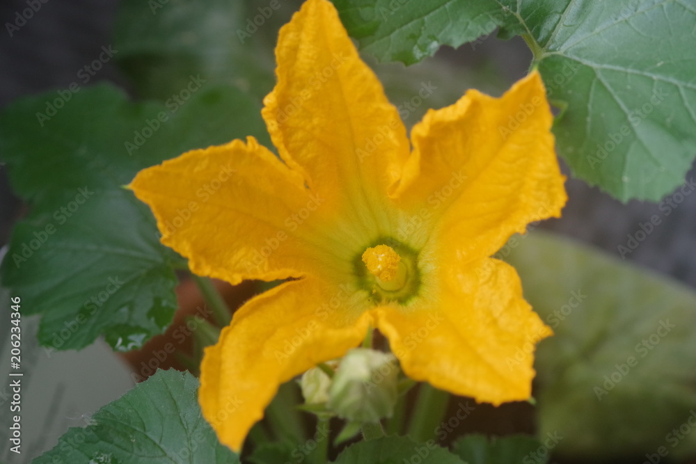 Geöffnete Blüte einer Zucchetti Geöffnete Blüte einer Zucchetti