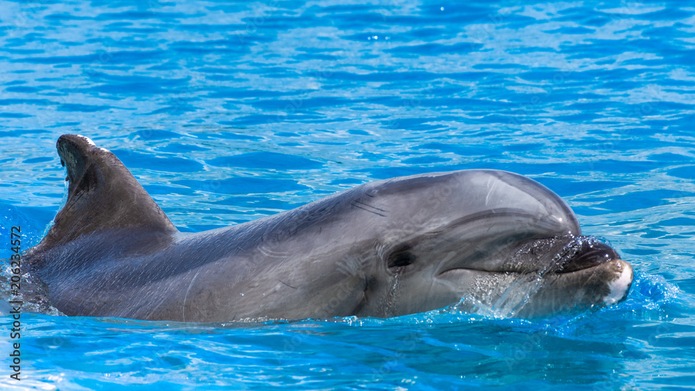 Fototapeta premium Dolphin