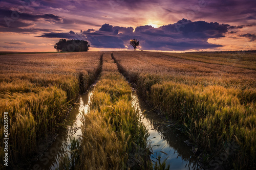 Sunset over Polish wheat fields