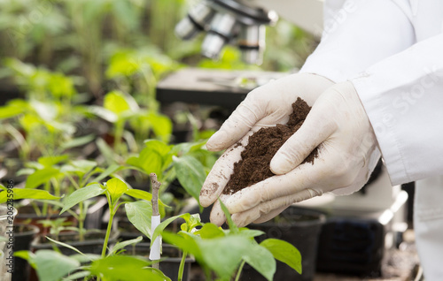 Konstfotografi Agronomist holding soil in hands above seedlings