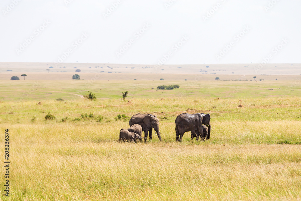 Elephants with calves on the savanna in Africa