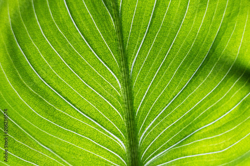 yellow-green striped leaf closeup