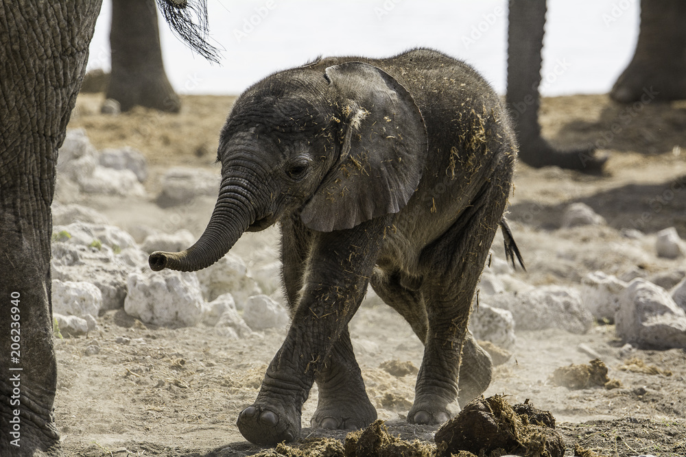 Fototapeta premium Elefantenkalb im Etosha Nationalpark
