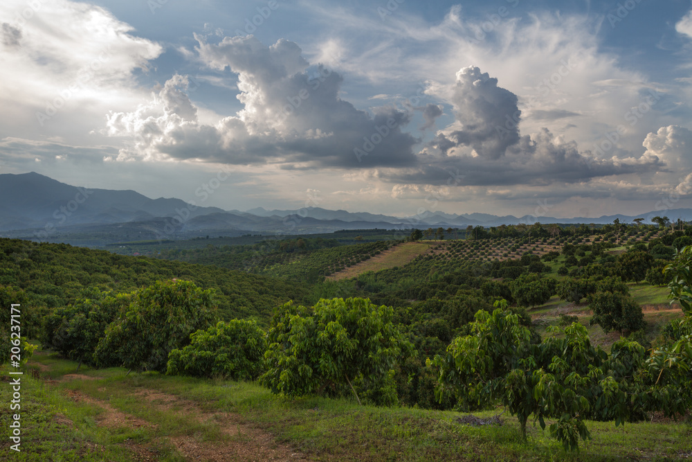 Obraz premium North Thailand landscape with path, mountain and longan fields with amazing cloudy sky and beautiful light