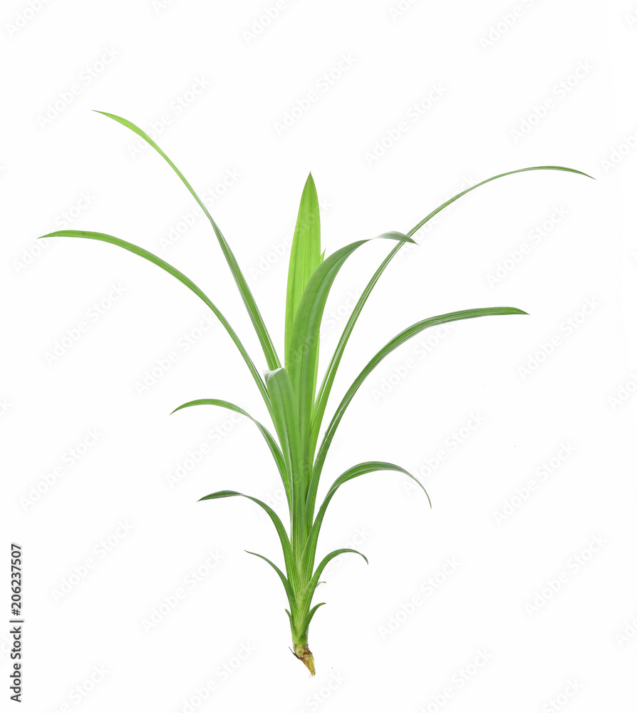 Obraz premium Pandan Leaves isolated on white background