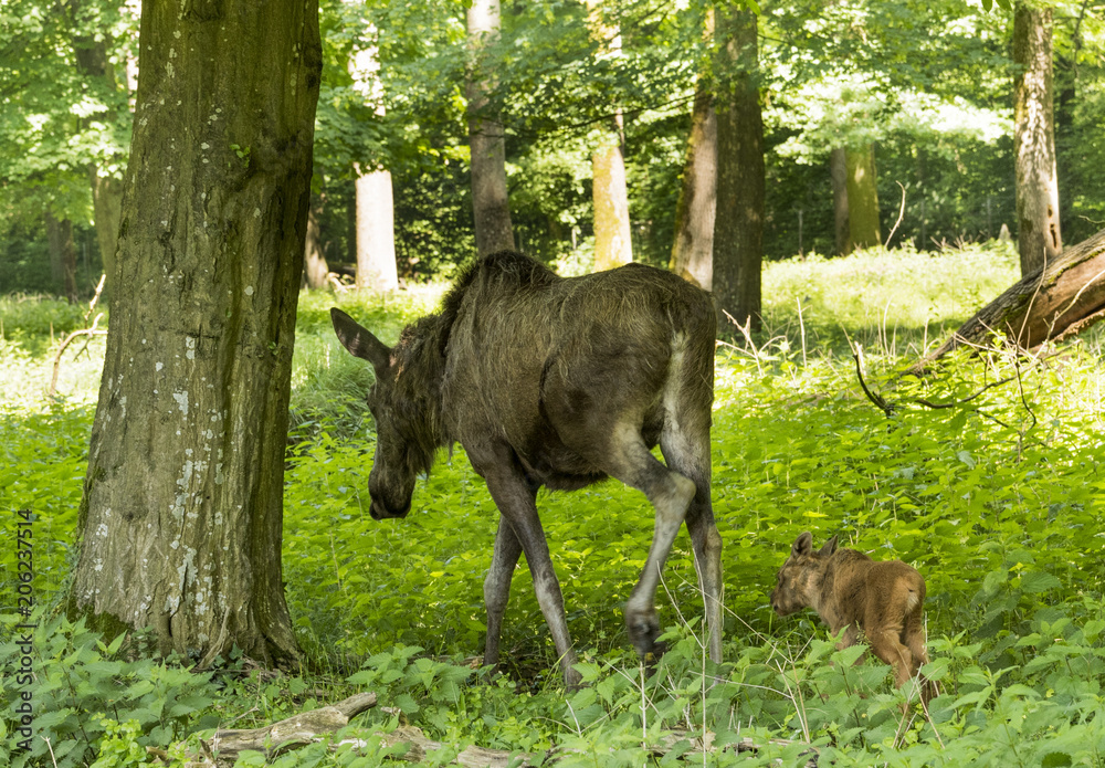 Elk cow with child in the forest. Karlsruhe, Germany, Europe Elk cow with child in the forest. Karlsruhe, Germany, Europe