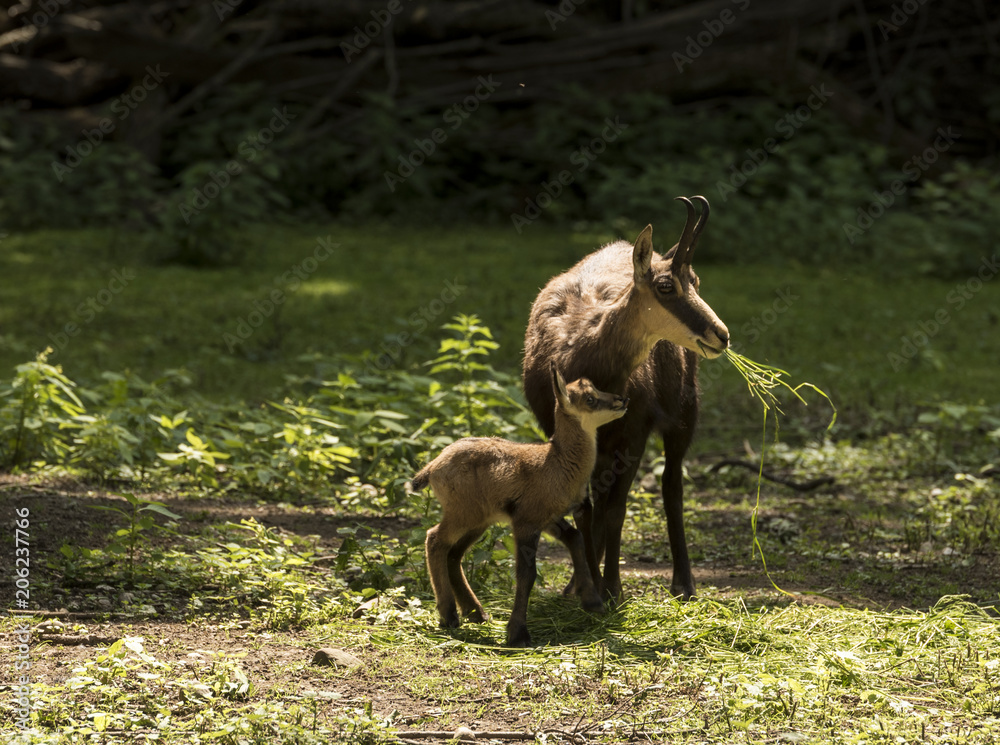 Chamois with child at the edge of the forest. Karlsruhe, Germany, Europe Chamois with child at the edge of the forest. Karlsruhe, Germany, Europe