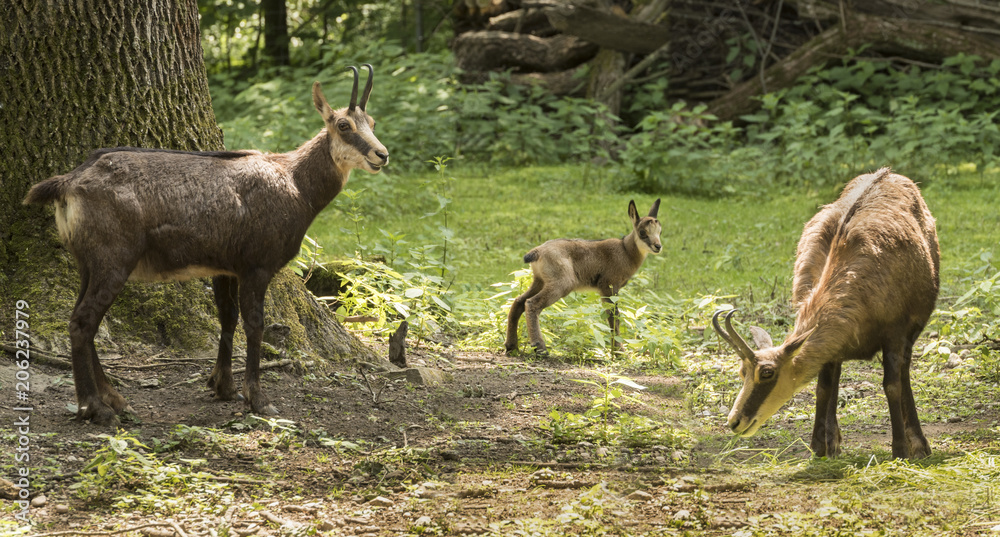 Chamois with child at the edge of the forest. Karlsruhe, Germany, Europe Chamois with child at the edge of the forest. Karlsruhe, Germany, Europe
