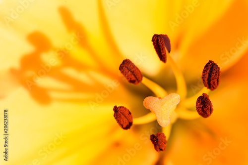 Fototapeta Naklejka Na Ścianę i Meble -  Yellow flower stamen macro