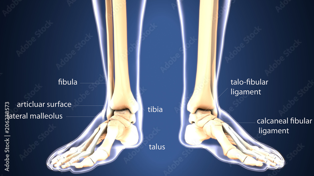 3d illustration of human body foot bone anatomy 3d illustration of human body foot bone anatomy