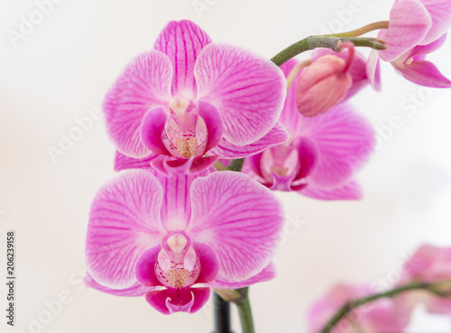 Orchidee auf wei  