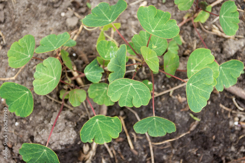 Tropaeolum tuberosum mashua plant