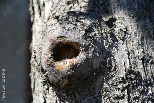 tree, bark, texture, wood, nature, brown, old, forest, trunk, pattern, rough, plant, hole, surface, abstract, natural, oak, pine, textured, macro, detail, closeup, woods, close-up, hollow