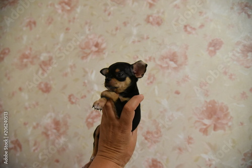 dog, animal, puppy, pet, cute, chihuahua, terrier, canine, small, toy, black, white, breed, isolated, domestic, brown, animals, young, mammal, portrait, pets, purebred, studio, adorable, pinscher