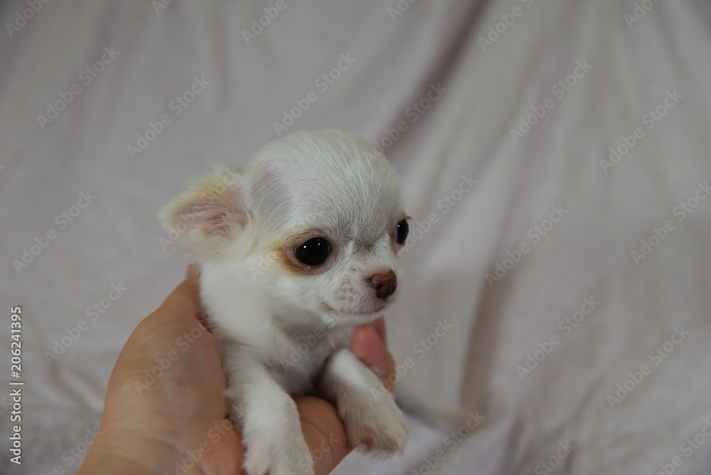 cat, animal, white, pet, kitten, dog, cute, chihuahua, domestic, portrait, mammal, small, fur, puppy, sitting, pets, eyes, baby, kitty, fluffy, isolated, adorable, rat, young, little