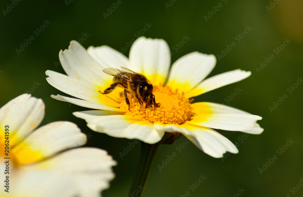 Bee collecting pollen inside wild daisy in full splendor Bee collecting pollen inside wild daisy in full splendor