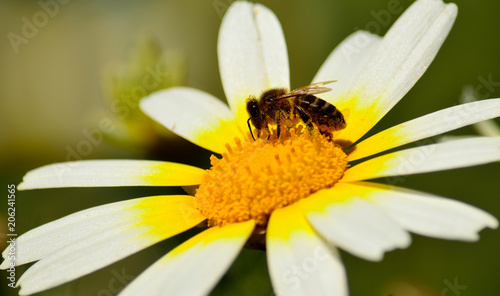 Closeup of wild daisy in full splendor with bee collecting pollen