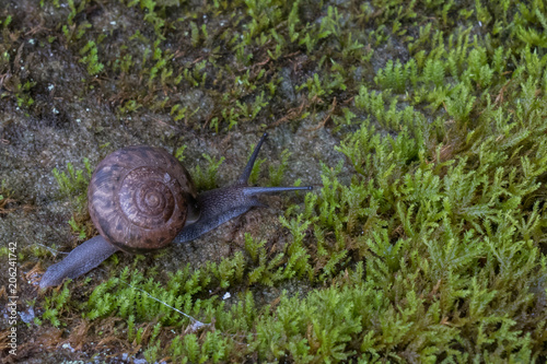 Snail on a moss covered rock in the forest photo