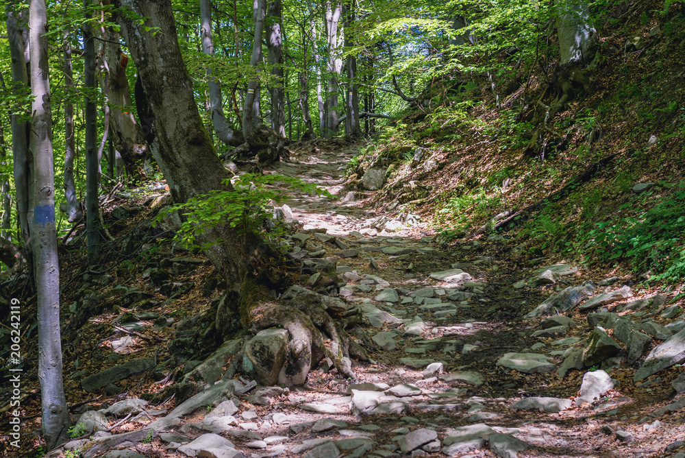 Trail in beechwoods on the slopes under the Wetlina Mountain Pastures, part of Bieszczady National Park, Poland Trail in beechwoods on the slopes under the Wetlina Mountain Pastures, part of Bieszczady National Park, Poland
