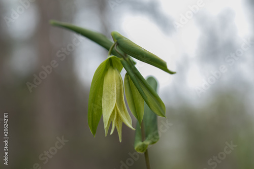 Bellwort wildflower close-up photo