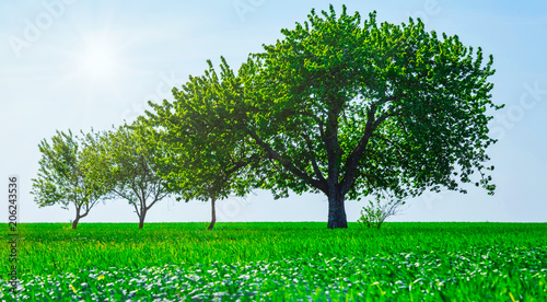 Slika na platnu Trees in a field. Generation growth legacy family concept
