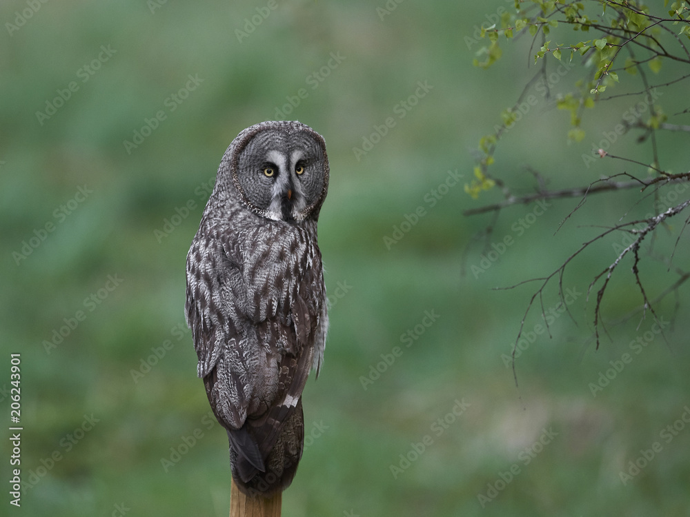 Fototapeta premium Great grey owl (Strix nebulosa)