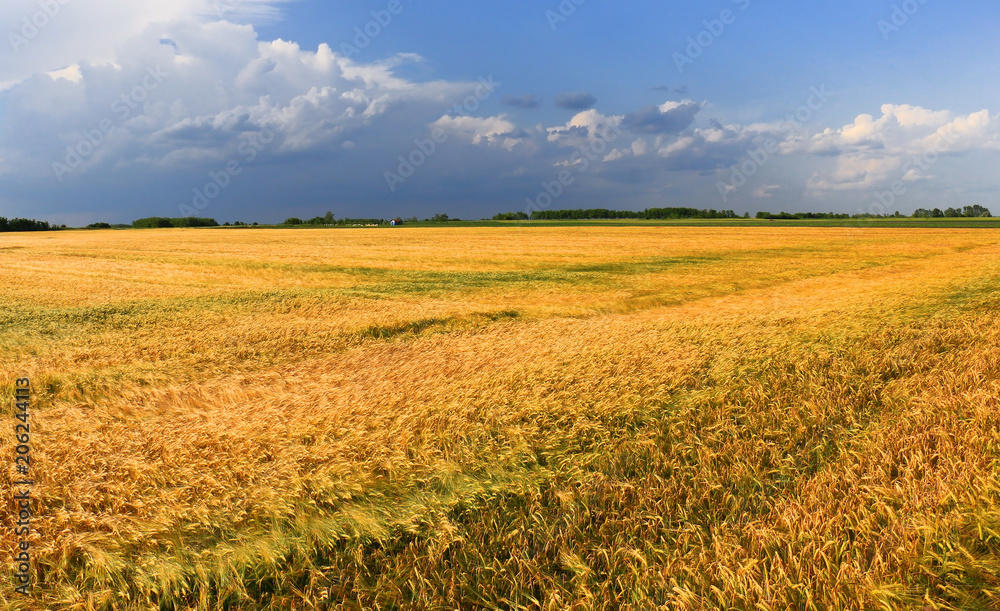 Wheat field against a blue sky