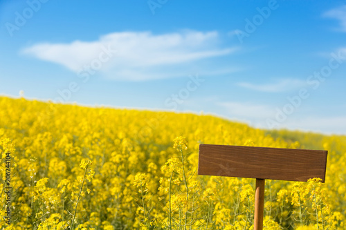 field of yellow flowering rape and blue sky with a cloud  in the foreground a plate on which you can write anything  the concept of ecology