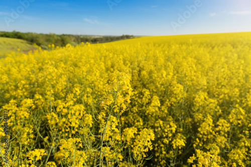 field of yellow flowering rape and blue sky, in the foreground a separate plant, selective focusing © aneduard
