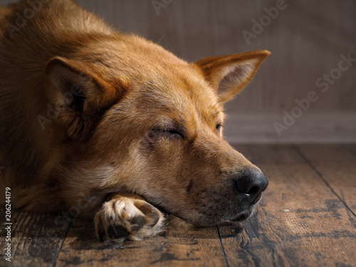 Dog sleeping on a wooden floor. Portrait of big red dog