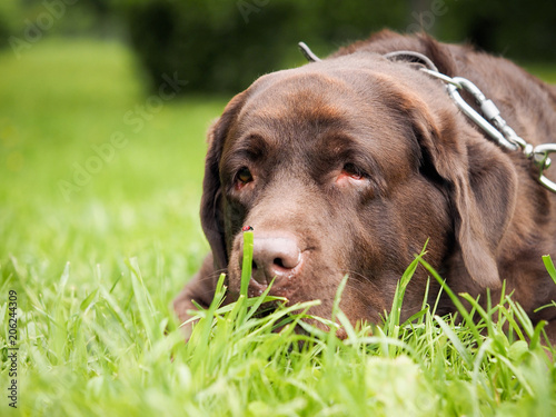 Dog enjoys lying in the grass
