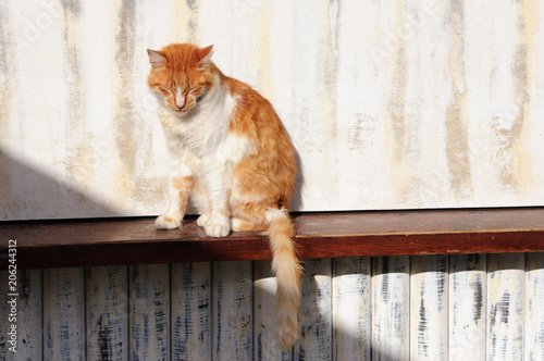 Ginger cat is sitting on the ledge