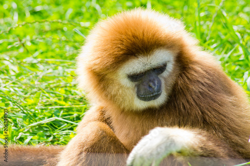 Brown monkey on green grass
